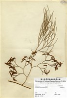 藏品(木賊葉石松)的圖片